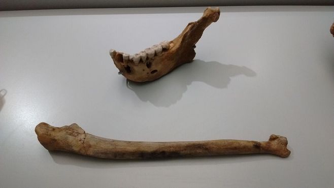 Кости неандертальца