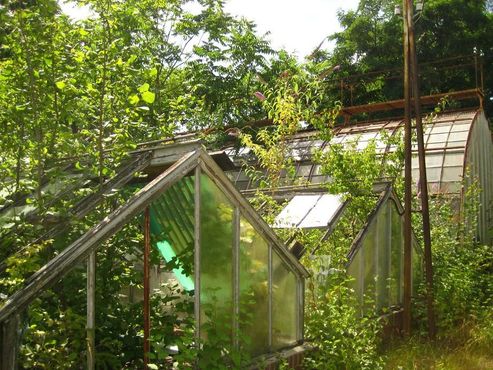 Заросшие теплицы