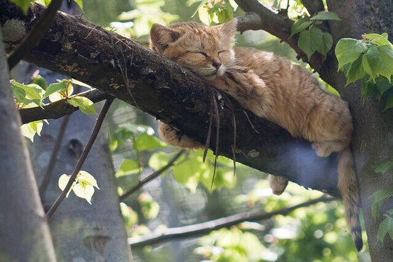 Спящая на дереве песчаная кошка. Вид родом из Аравии и Северной Африки