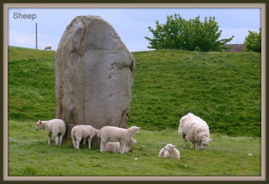 Сарсеновый камень и овцы