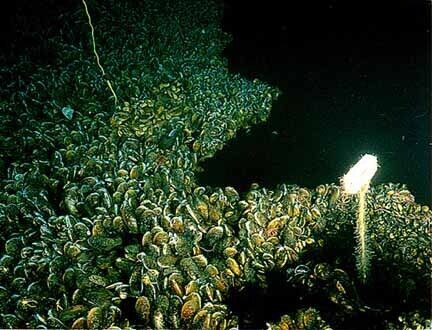 Риф из моллюсков, сформировавшийся на краю бассейна