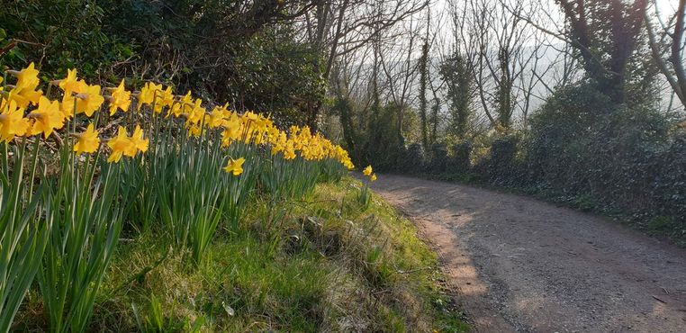 Аллея Нарциссов