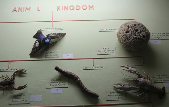 Музей и сады Хорнимана