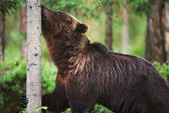 Бурый медведь в лесах Алутагузы