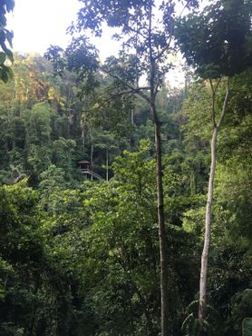 Тропа к Тинаго через джунгли хорошо затенена