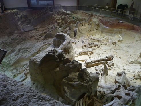 Раскоп мамонтов