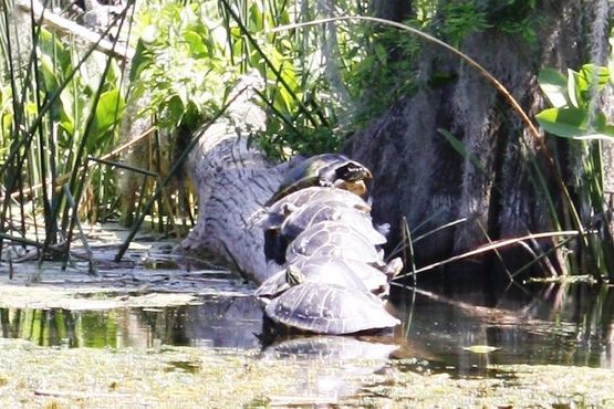 Черепахи озера Джексон