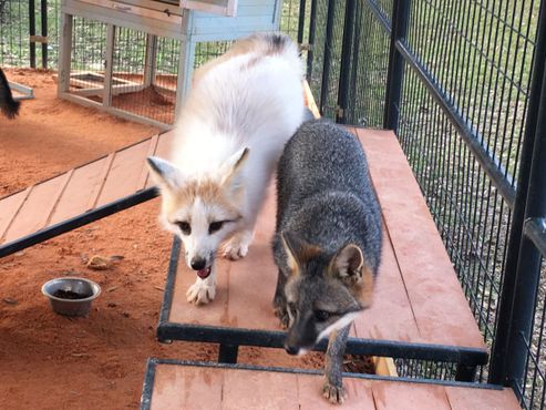 ВОлчий заповедник «Сикрест»