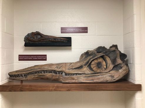 Две копии черепа ихтиозавра на четвёртом этаже рядом с главным музеем