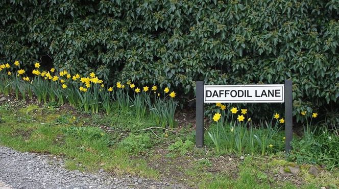 Аллея Нарциссов