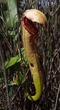 Зрелое растение непентес в Бокоре