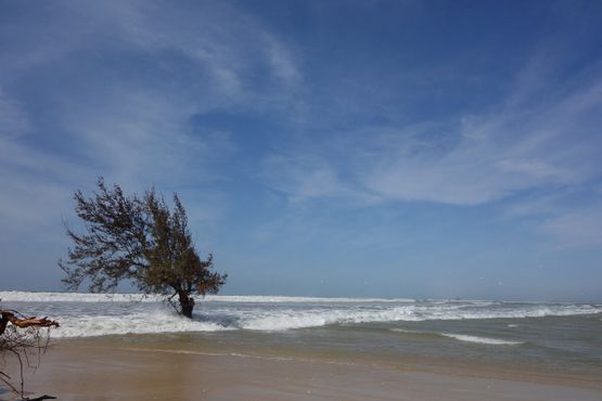 Дерево дает свой последний бой океану