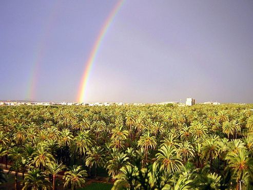Двойная радуга над оазисом из пальм