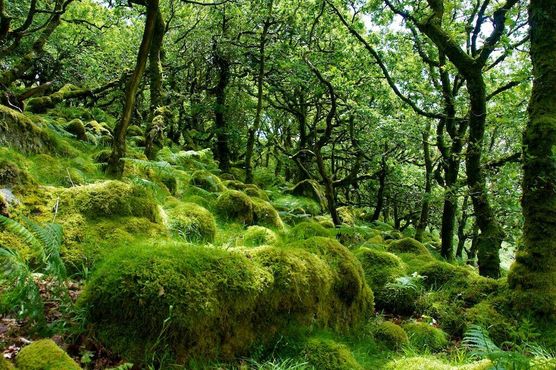 Вистманский лес
