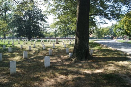 Деревья, поглощающие надгробия