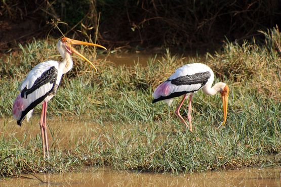 Водохранилище привлекает самых разных птиц, в том числе индийских клювачей