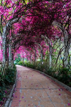 Цветочный туннель