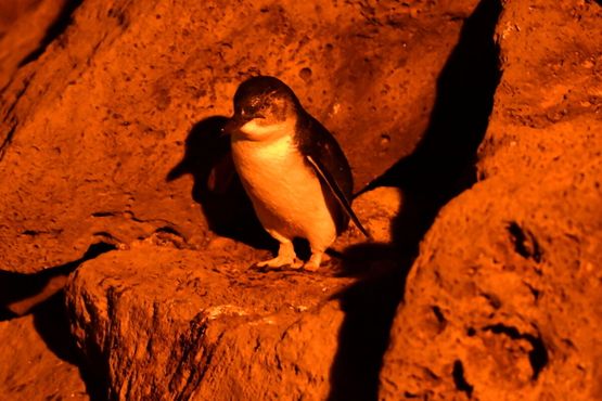 Пингвин в скалах