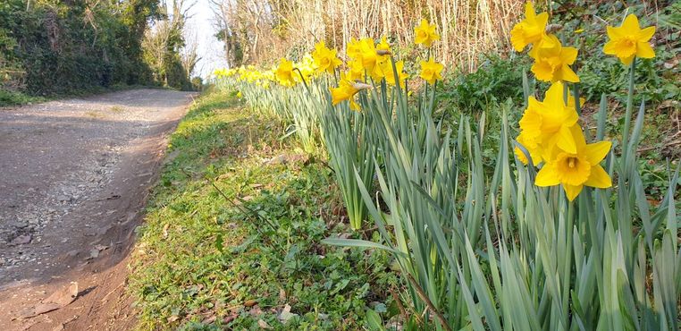 Аллея Нарциссов