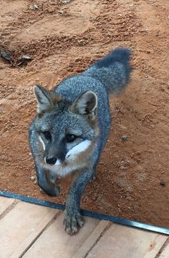 Серая лисица