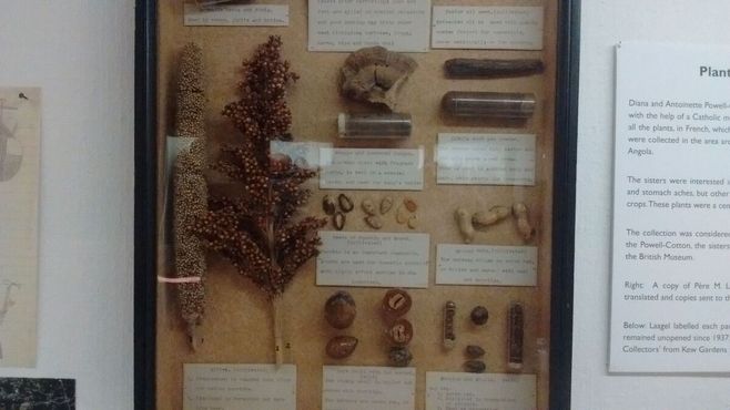 Образцы лекарственных растений и грибов, используемых коренными народами Анголы