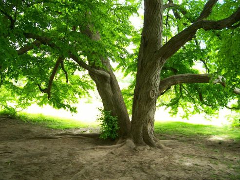 Одно из красивейших старых деревьев Хайленд-парка