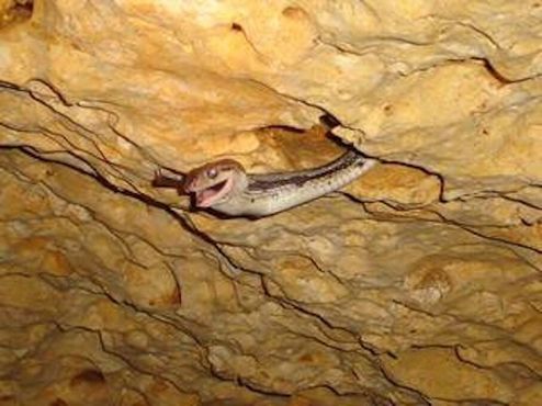 Пещера Висячих Змей