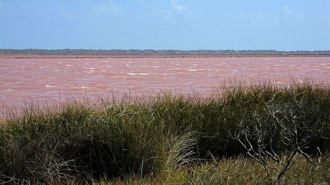 Розовая вода озера Лагуна Хатт