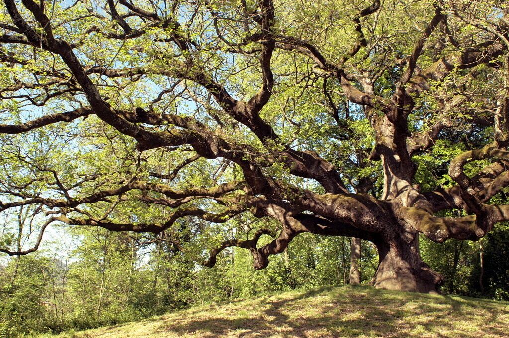 Elder tree. Беневентский дуб.. Ведьмин дуб Навля. Дуб в Италии. Балканский дуб дерево.