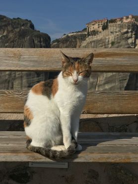 Одна из множества диких кошек Метеоры на фоне Монастыря Варлаама