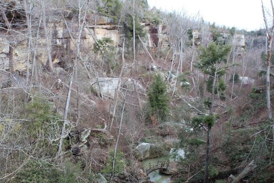 Каньон, усеянный поваленными деревьями