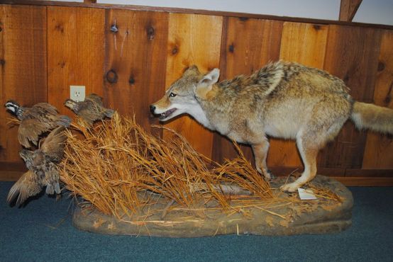 Национальный музей охотничьих собак