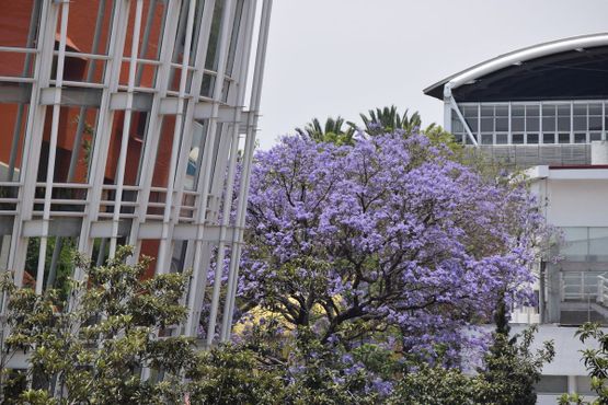 Пурпурные цветы жакаранда дополняют окружающую архитектуру