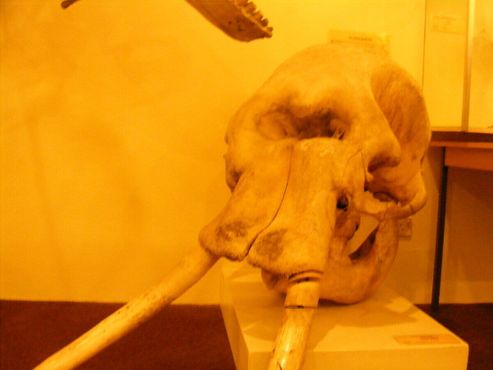 Череп слона в музее Бута