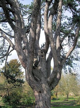 Любимое дерево Толкина и вдохновение для создания энтов