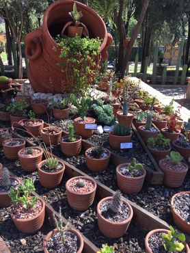 Кактусы в мексиканском саду