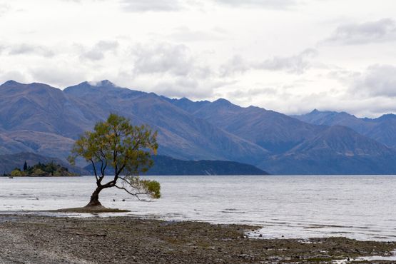 Озеро Уанака, Новая Зеландия, и знаменитое дерево Уанака