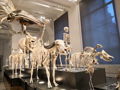Коллекция скелетов