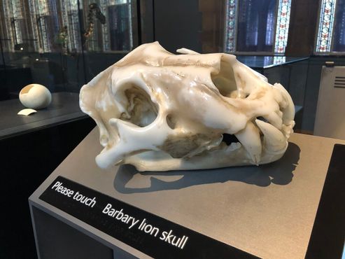 Модель львиного черепа, к которой предлагается прикоснуться посетителям