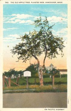 Старая открытка с яблоней