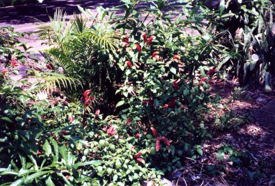 Ботанический сад в Санто-Доминго