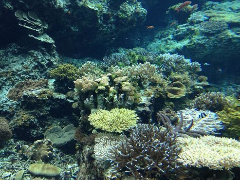 Кораллы в океанариуме Тюрауми