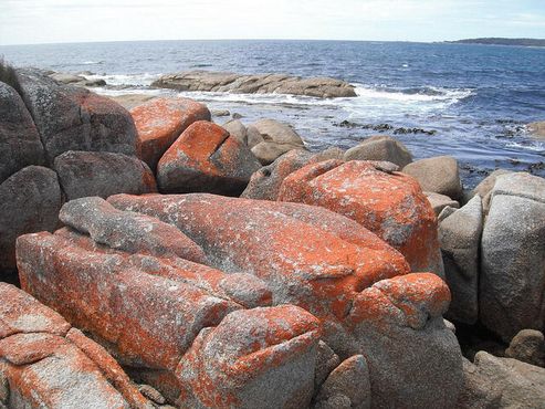 Лишайник покрывает большие гранитные камни на пляже