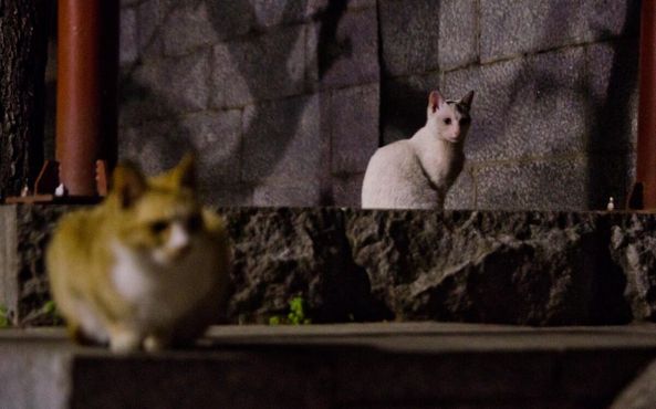 Дикие кошки охраняют остатки крепости Часондэ в Пусанджине, Пусан, Южная Корея