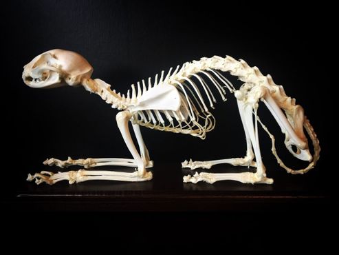 Сочленённый кошачий скелет