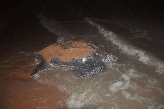 Кожистая черепаха возвращается к морю на Шелл-Бич