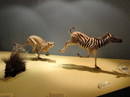 Лилльский музей естественной истории. Гепард и зебра