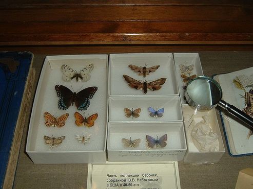 Коллекция бабочек Владимира Набокова в музее Набокова