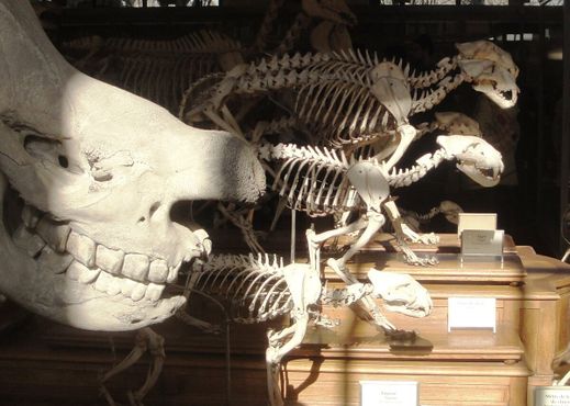 Галерея сравнительной анатомии и палеонтологии