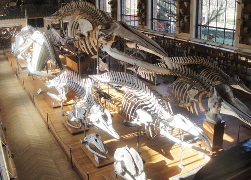 Галерея сравнительной анатомии и палеонтологии